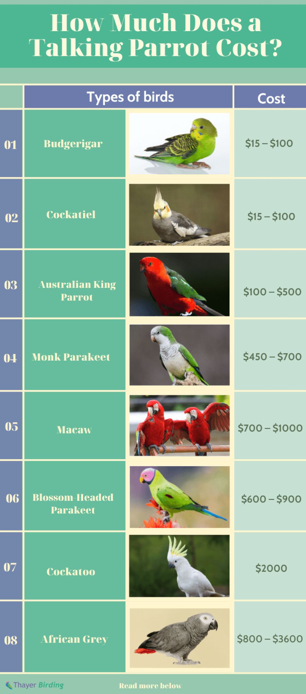 Picture of: How Much Does a Talking Parrot Cost? (Updated in )