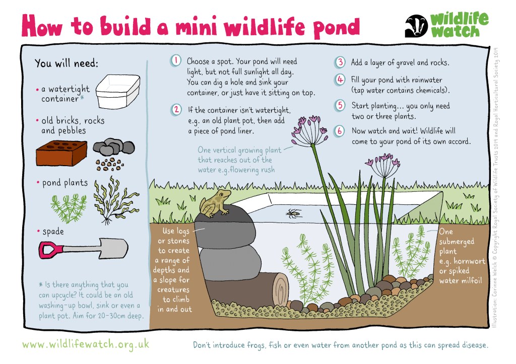 Picture of: How to create a mini pond  The Wildlife Trusts