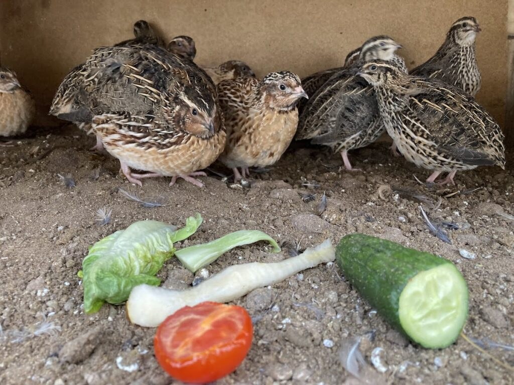 Picture of: Quail Diet : Everything Quail Can and Can’t Eat – This Happy Farm